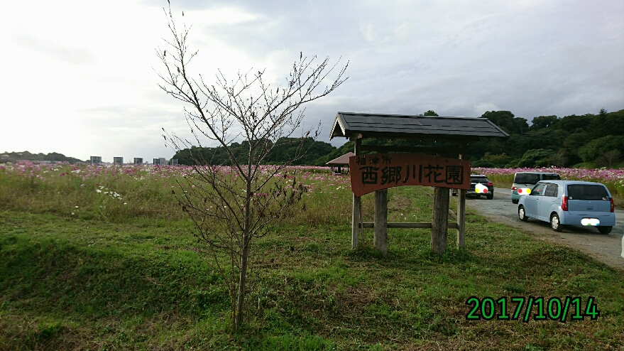 秋の花 コスモス ハウスウエスト